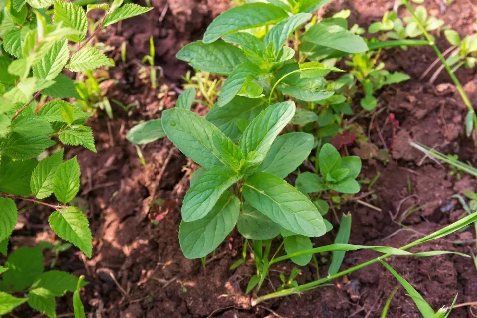 Máta peprná (Mentha × piperita)