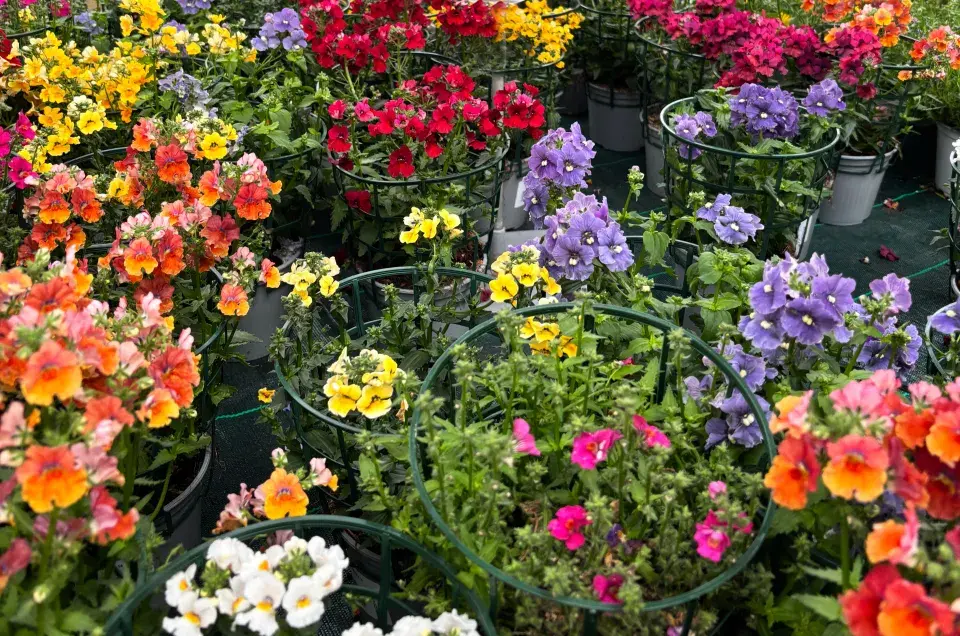 Barevné variace na hledíkovky 