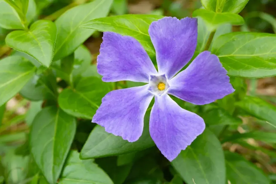 Barvínek menší (Vinca minor) 