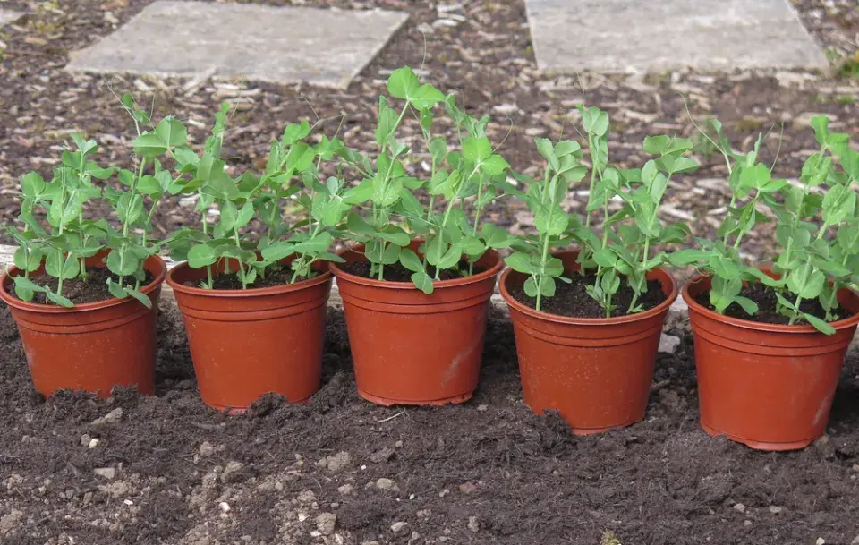 Hrách setý (Pisum sativum)