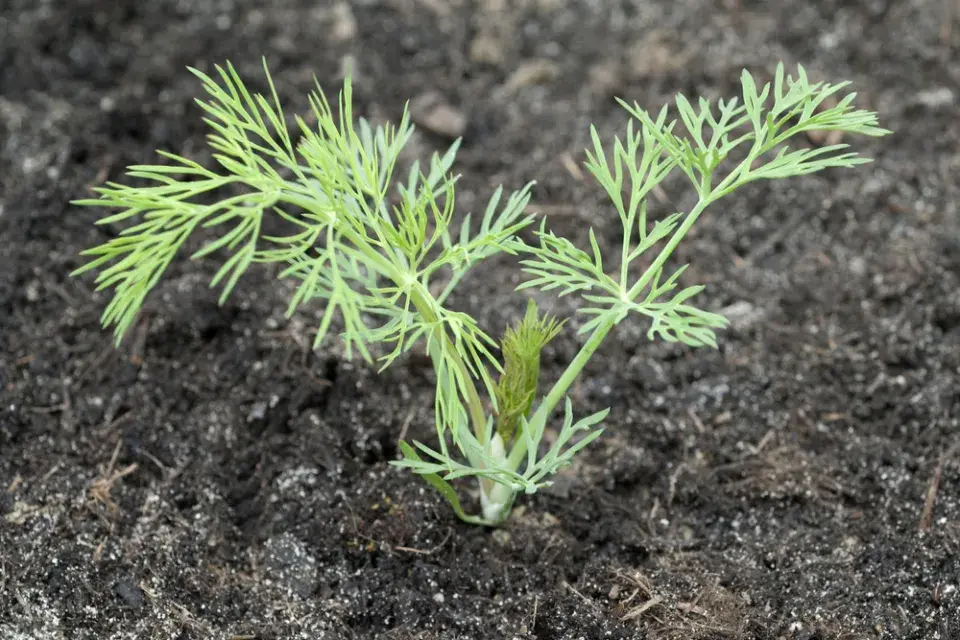 Kopr vonný (Anethum graveolens)