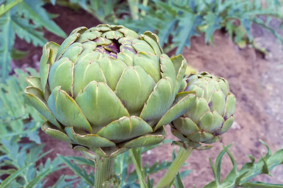 květenství artyčoku