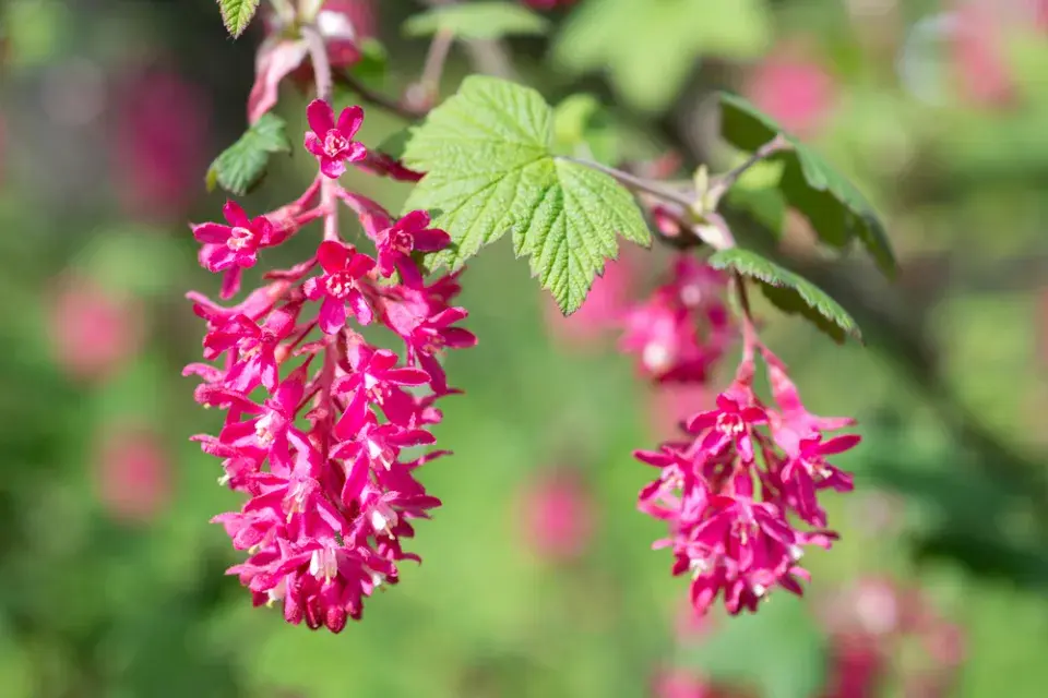 Meruzalka krvavá (Ribes sanguineum)