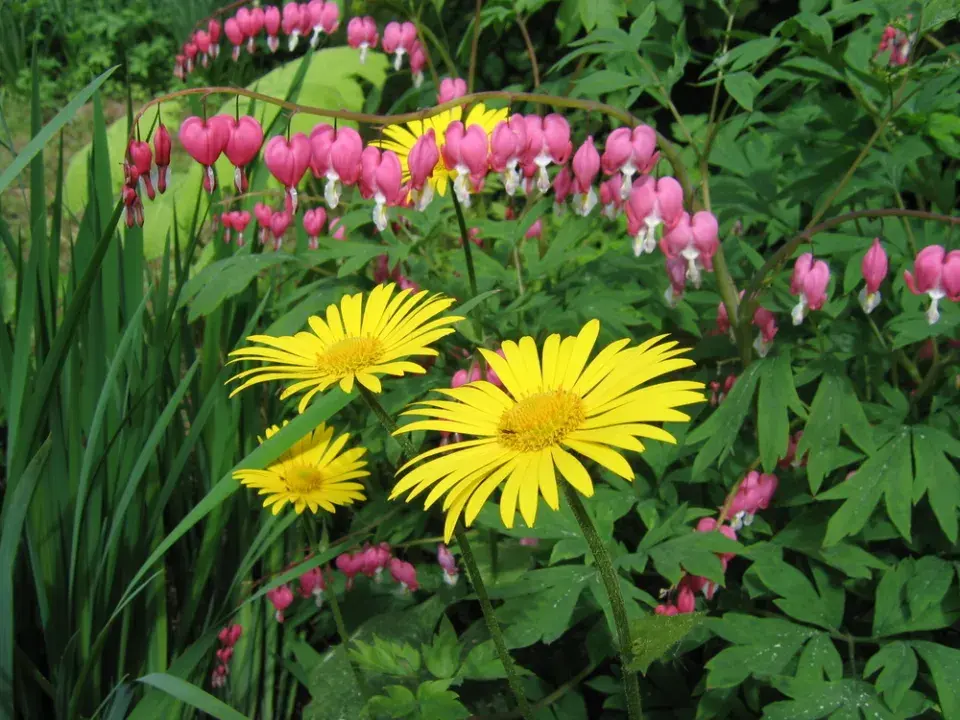 Srdcovka nádherná (Lamprocapnos spectabilis, dříve Dicentra spectabilis)
