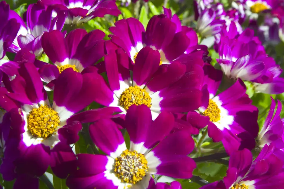 Cinerárie (Cineraria cruentus či Senecio hybridus) 