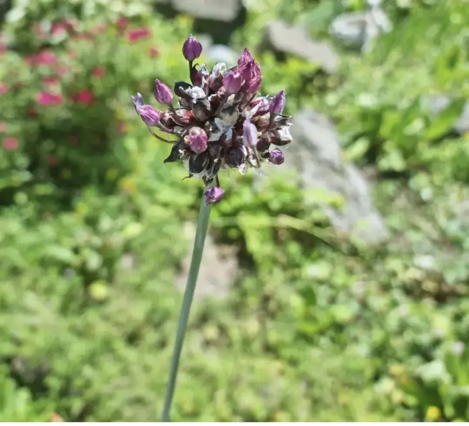 Česnek typu ořešec