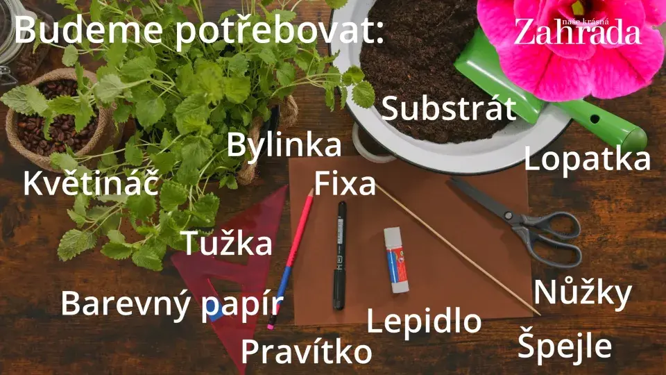 květináček s meduňkou