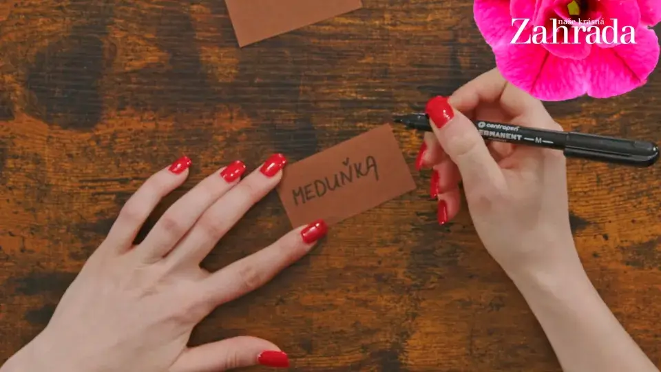 květináček s meduňkou