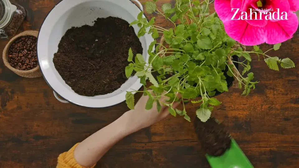 květináček s meduňkou