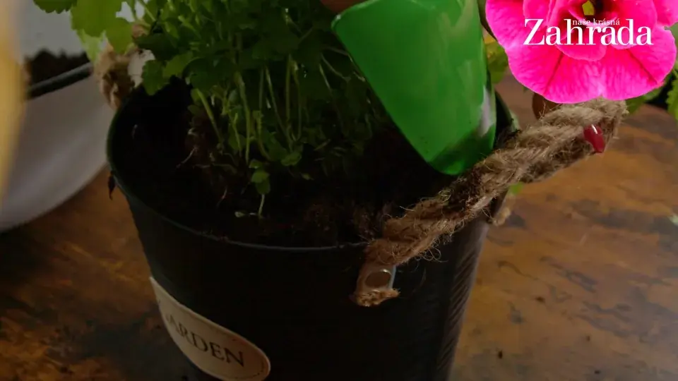 květináček s meduňkou