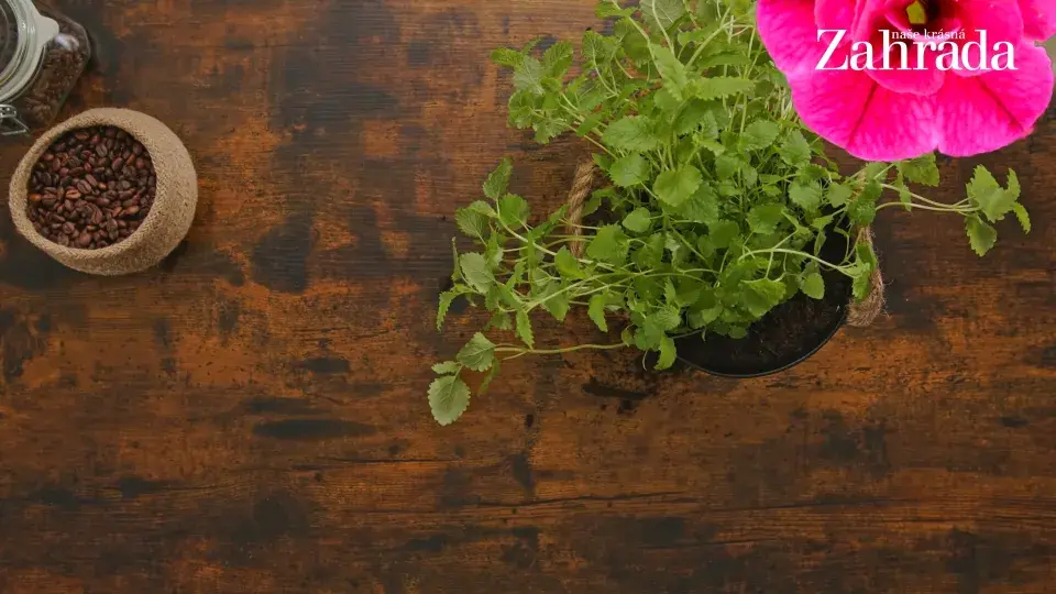 květináček s meduňkou