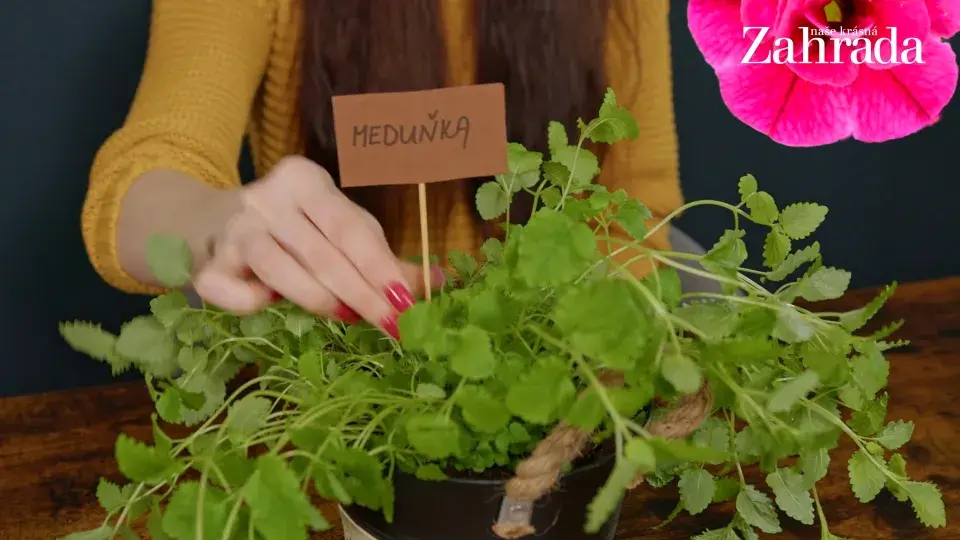 květináček s meduňkou