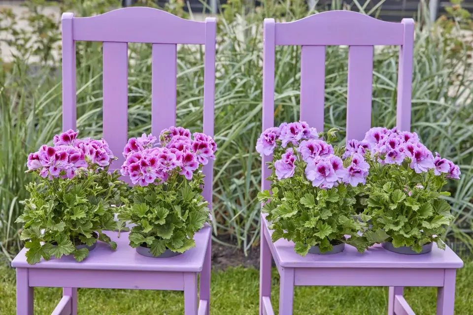 Zákoutí s muškáty