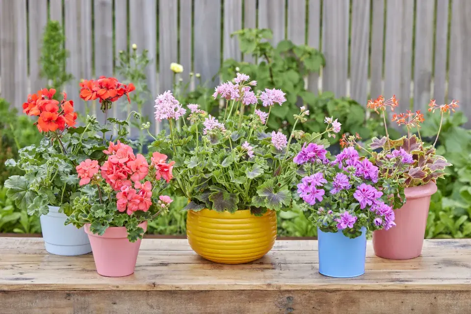 Zákoutí s muškáty