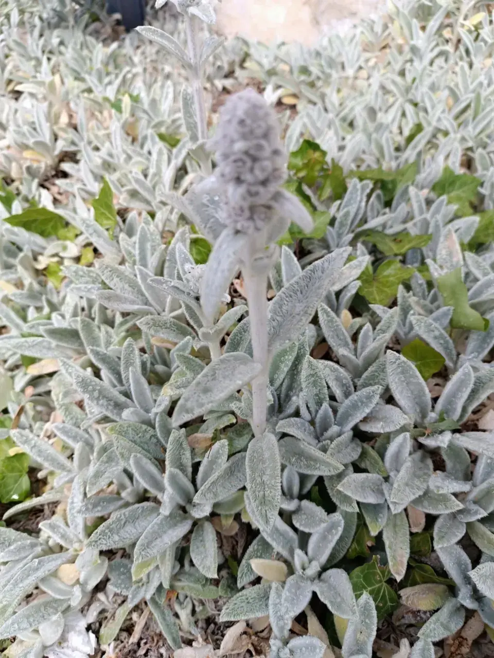 Květ čistce a koberec