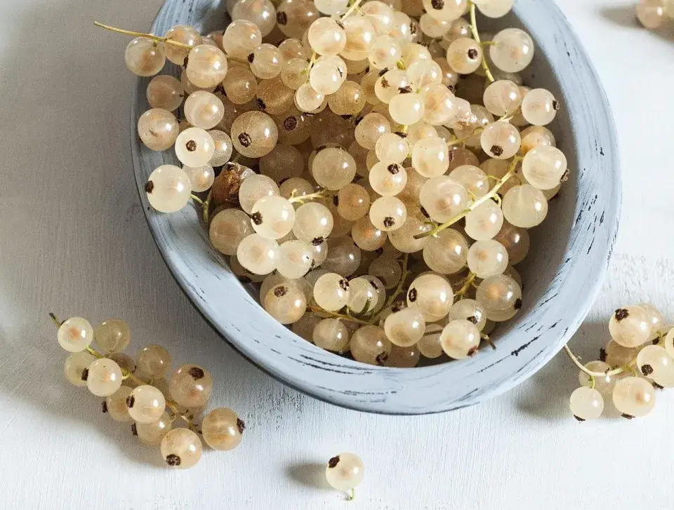 Bílý rybíz (Ribes rubrum) 