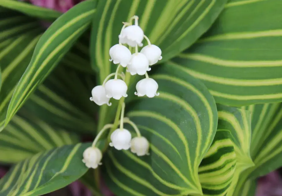 Konvalinka vonná (Convallaria majalis) 