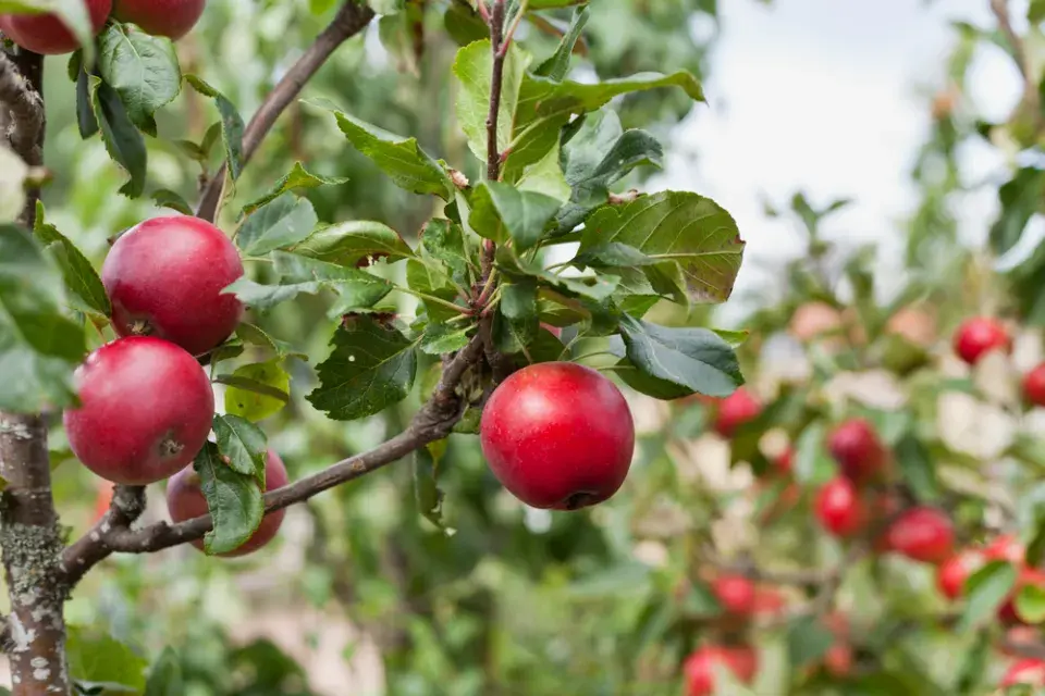 jabloně jarní péče