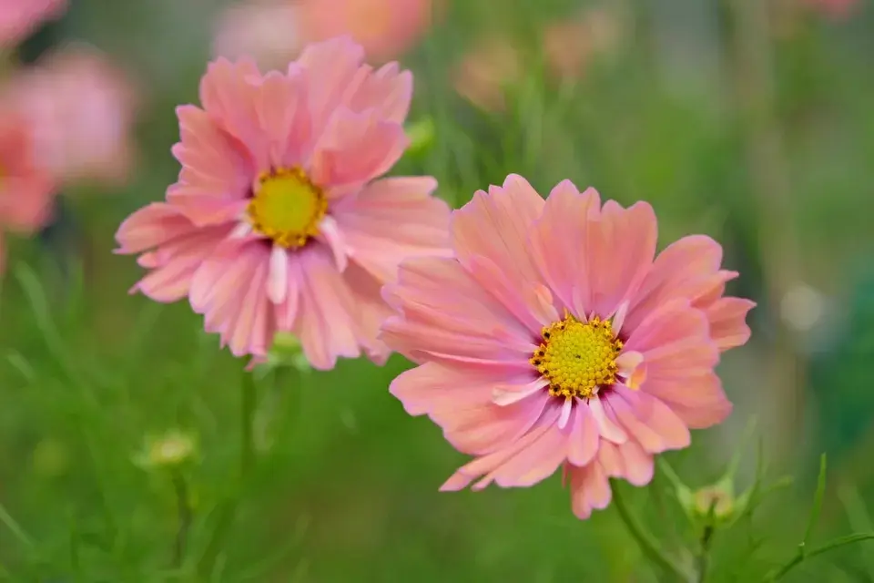 Krásenka zpeřená (Cosmos bipinnatus) 