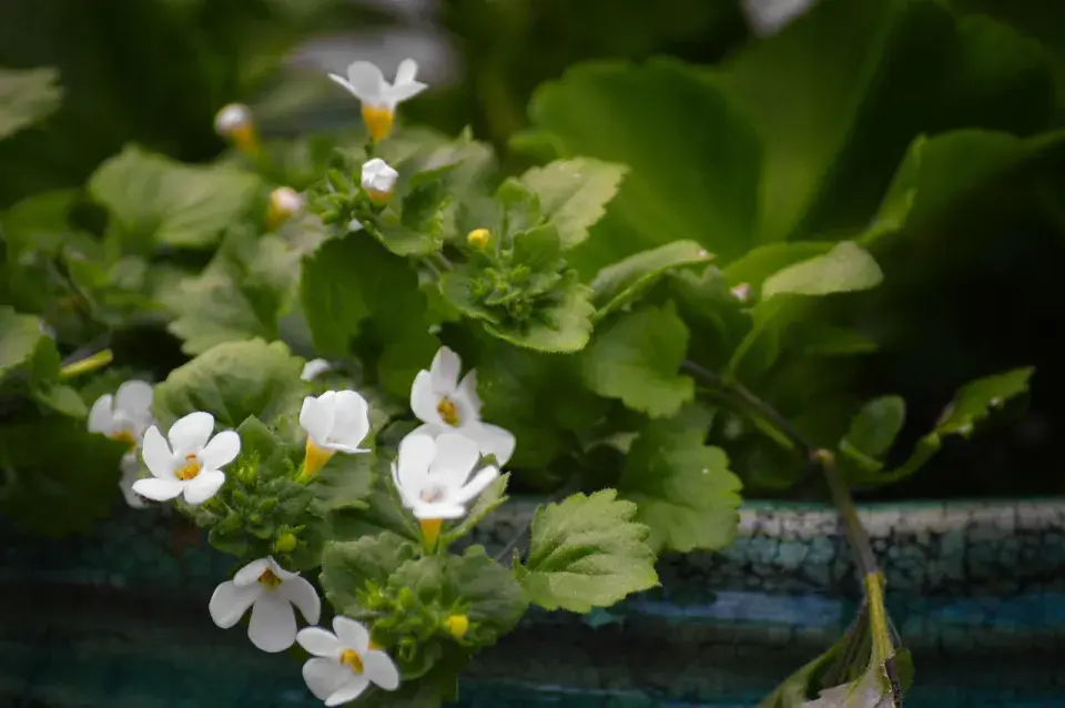 Bacopa