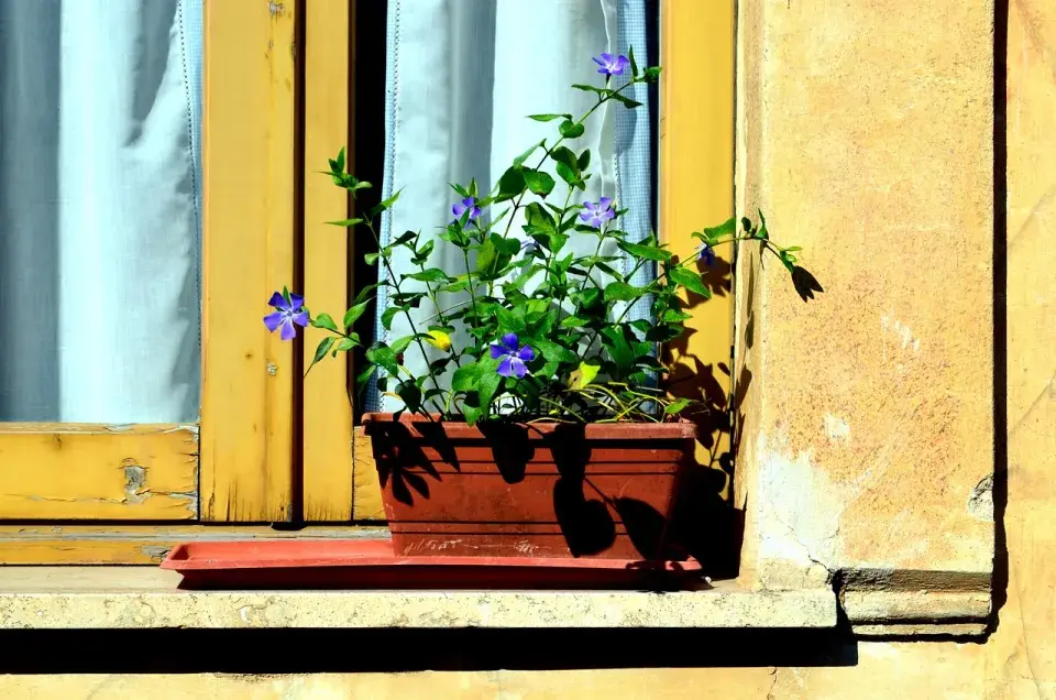 Barvínek v truhlíku na okně.