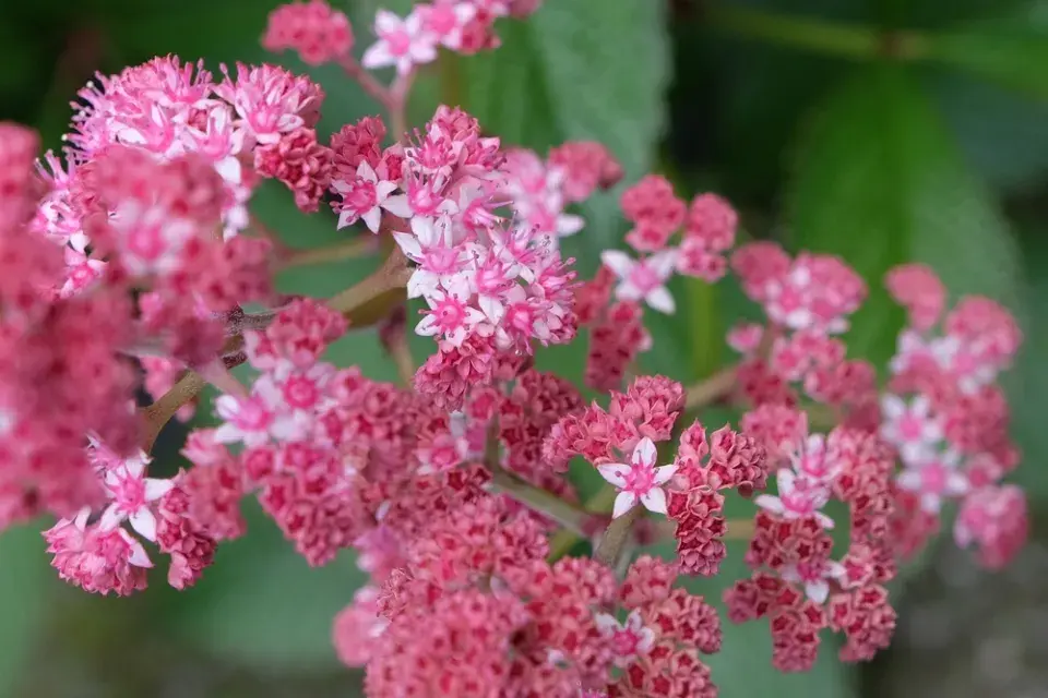 Rodgersie zpeřená (Rodgersia pinnata)