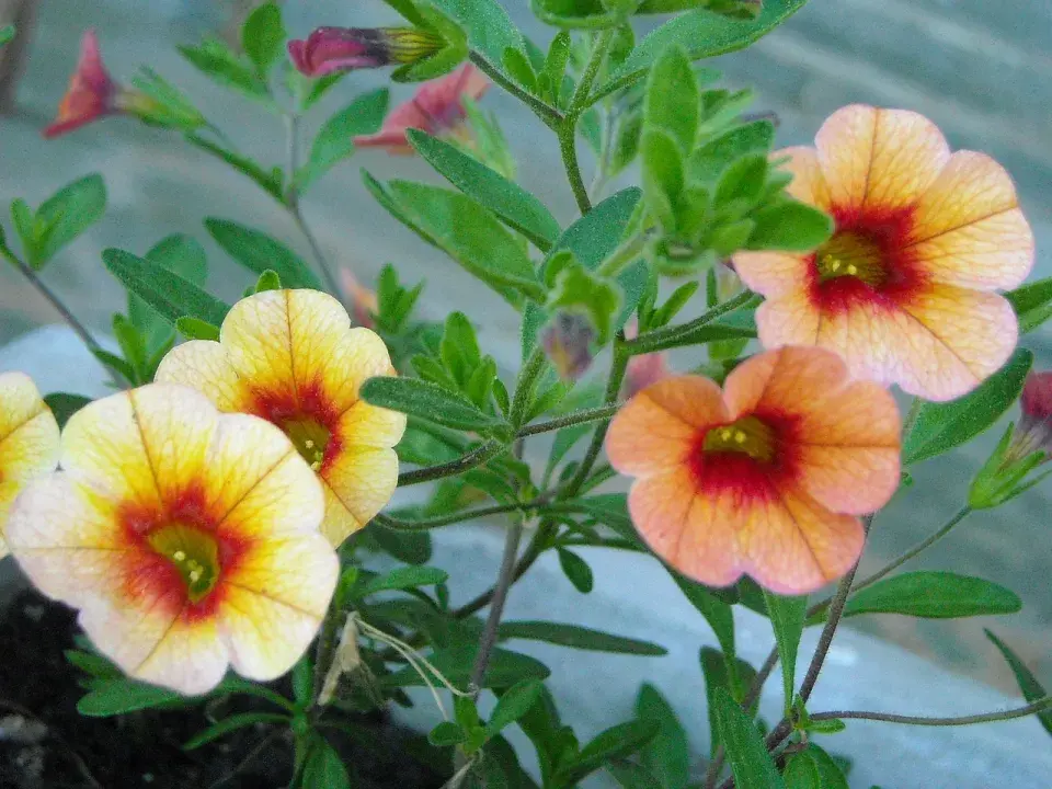 Calibrachoa