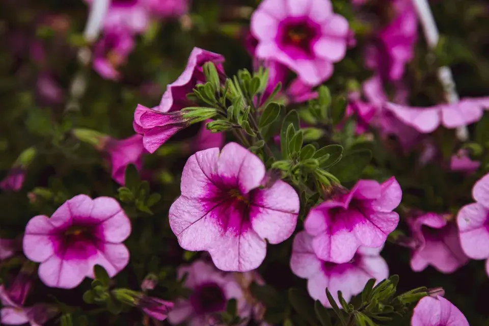 Calibrachoa parviflora