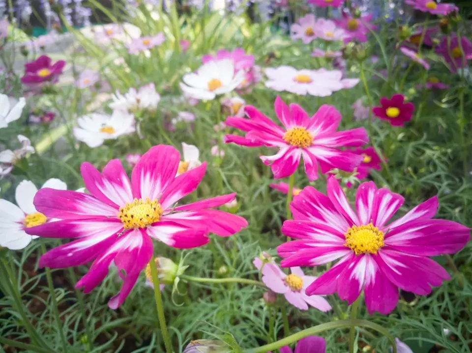 Krásenka zpeřená (Cosmos bipinnatus)