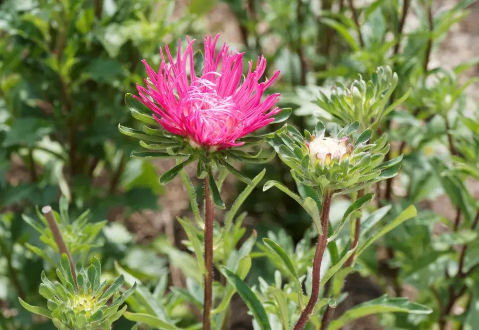 Callistephus chinensis