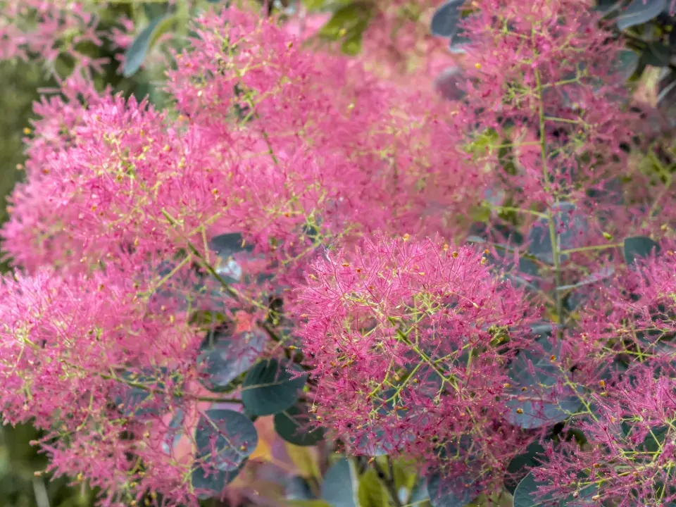 Keře kvetoucí v červnu