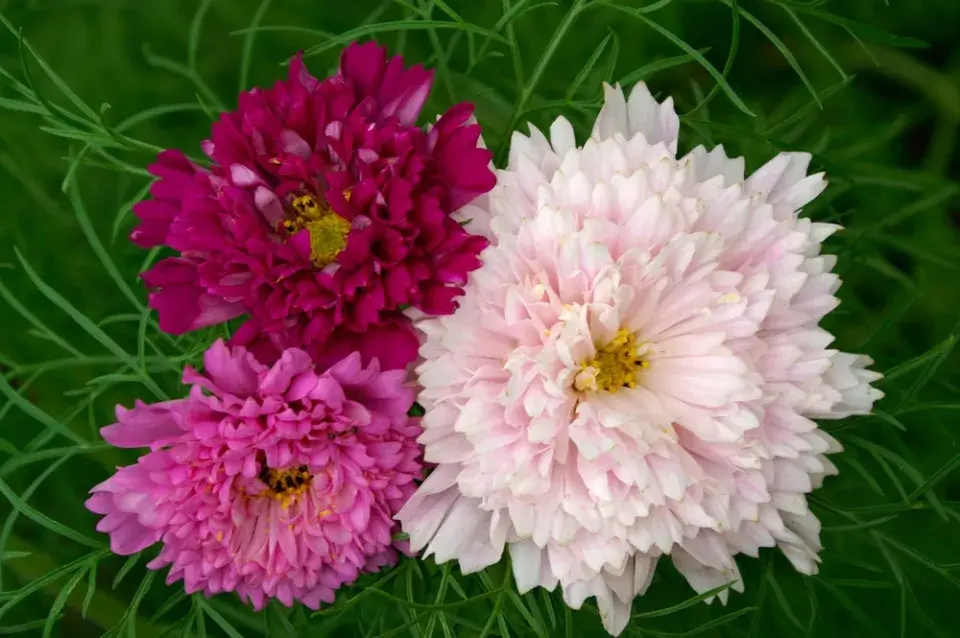 Krásenka zpeřená (Cosmos bipinnatus)
