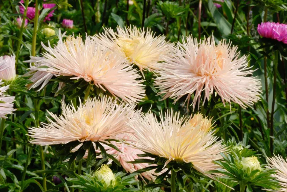 Callistephus chinensis