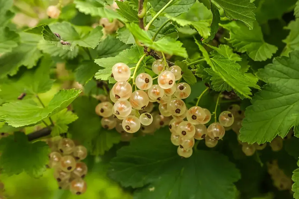Bílý rybíz (Ribes rubrum) 