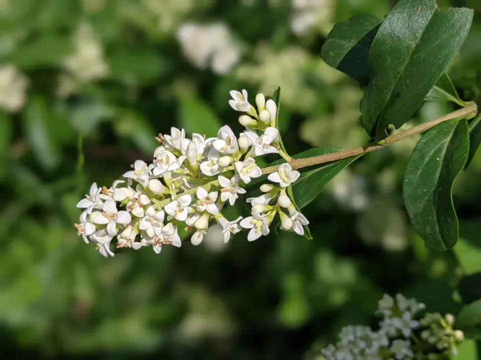 Šeřík karpatský, šeřík maďarský (Syringa josikaea)