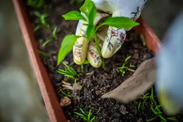 Pěstování bylinek