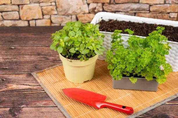 Pěstování bylinek