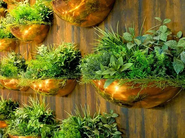 Pěstování bylinek