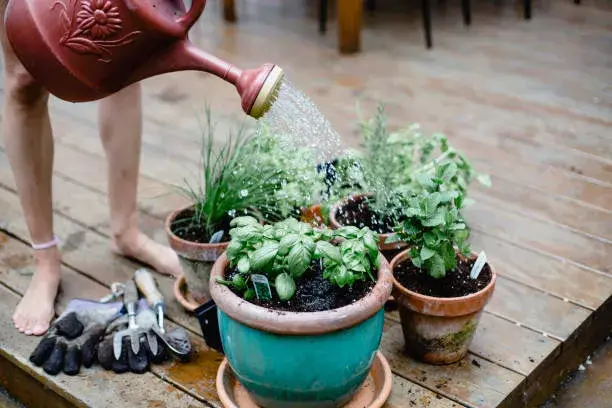 Pěstování bylinek