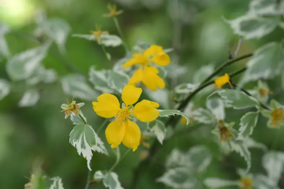 Zákula japonská (Kerria japonica)