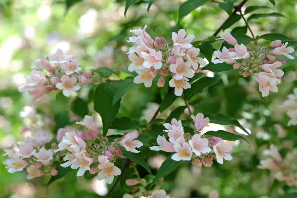 Keře kvetoucí v červnu