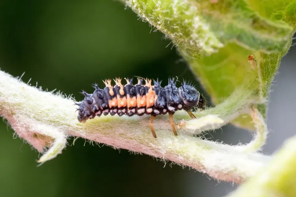 Larva