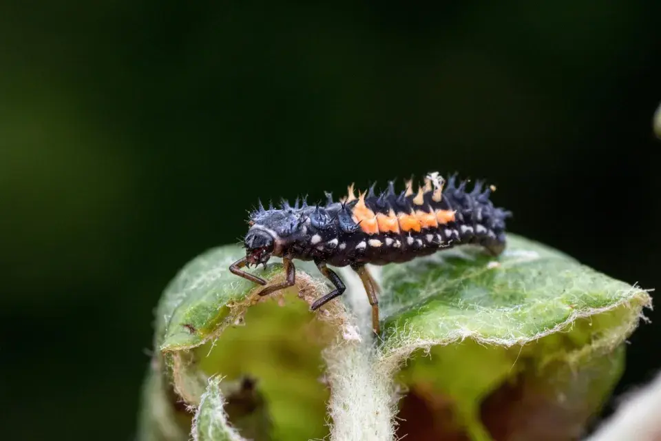 Larva berušky