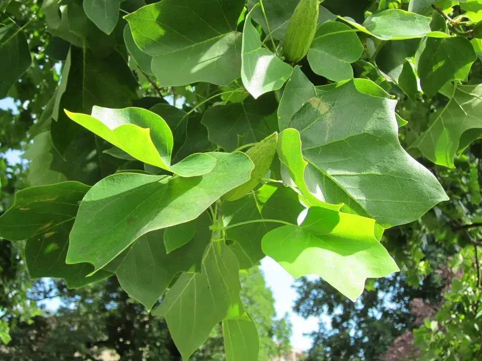 Liliovník tulipánokvětý (Liriodendron tulipifera)
