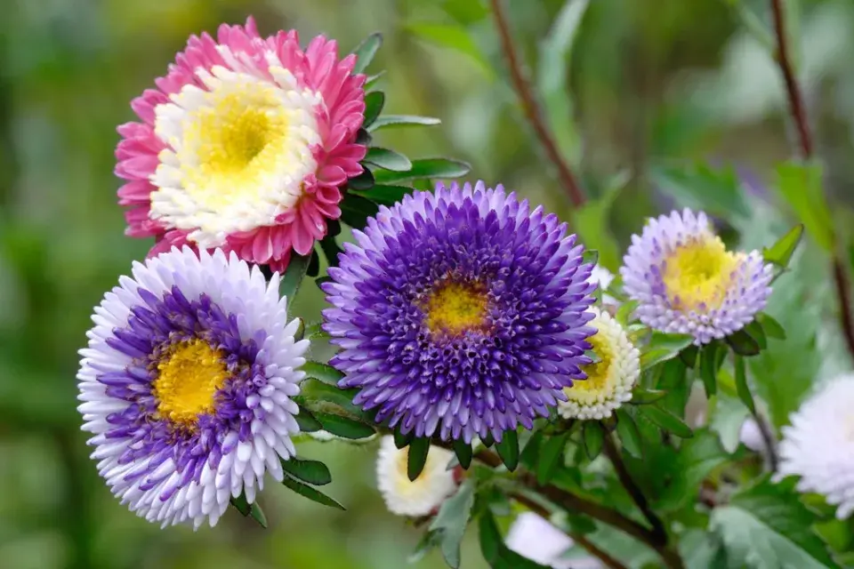 Callistephus chinensis