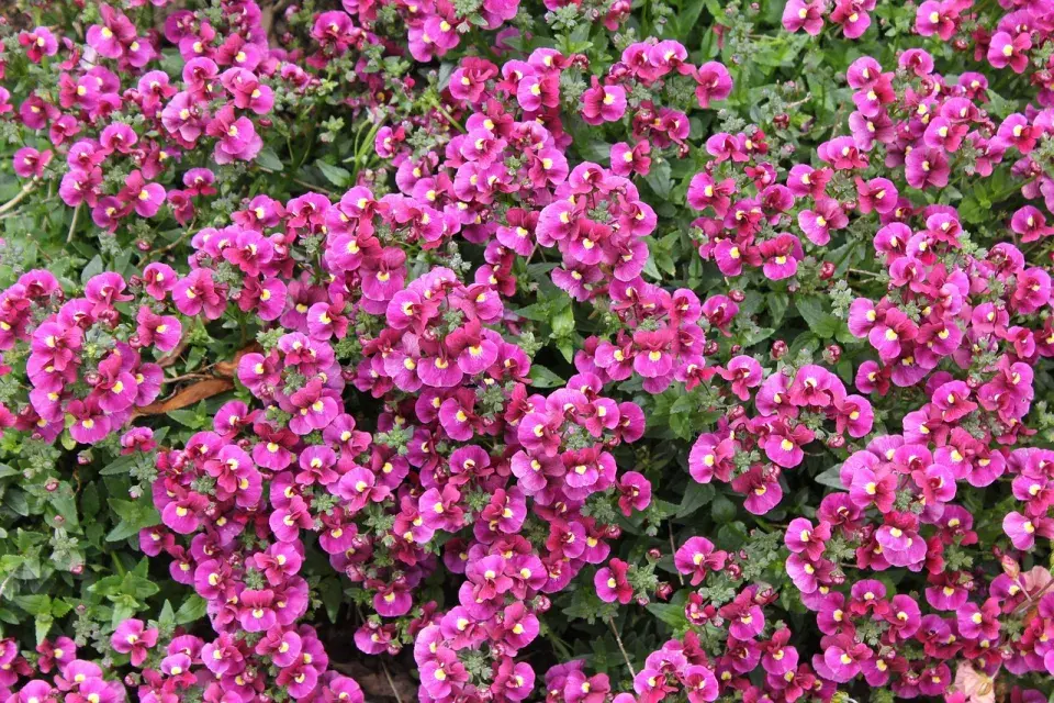 Nemesia