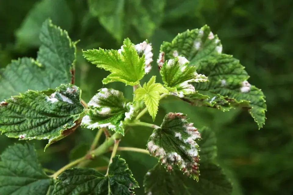 Bílý rybíz (Ribes rubrum) 