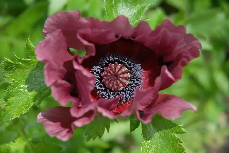 Mák východní (Papaver orientale)