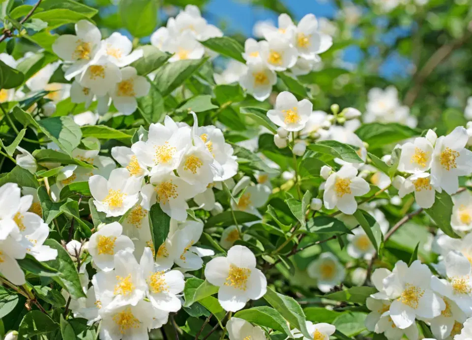 Keře kvetoucí v červnu