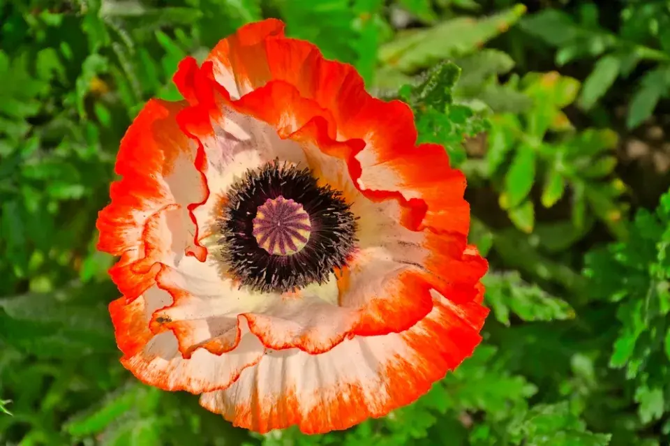 Mák východní (Papaver orientale)